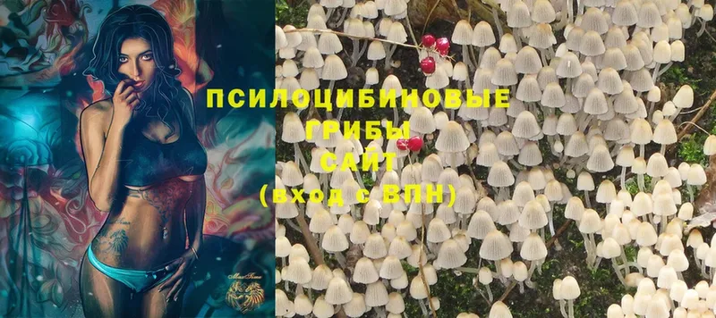 Псилоцибиновые грибы Psilocybe  Верхнеуральск 